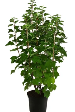 Johannisbeere 'Weiße Versailler'