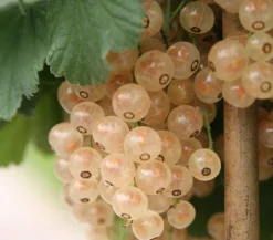 Johannisbeere 'Weiße Versailler'