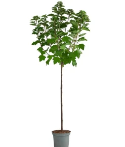 Johannisbeere 'Weiße Versailler'