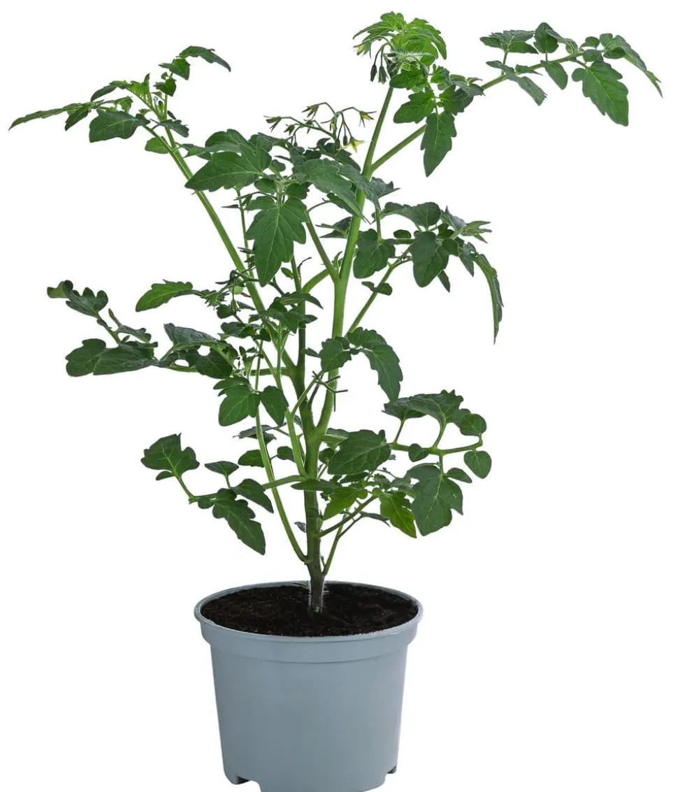 Johannisbeertomate 'Tomberry® Red'