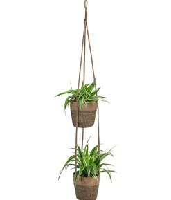 Juteampel-Duo mit Grünlilie - Chlorophytum comosum 'Ocean'