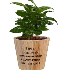 Kaffeepflanze - Coffea arabica, in Holztopf