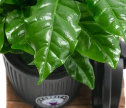 Kaffeepflanze - Coffea arabica, im To-Go Becher