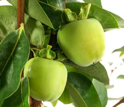 Kaki 'Ragno'