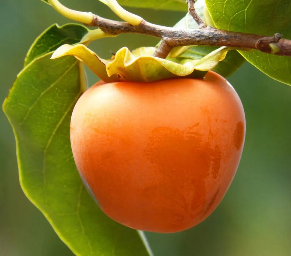 Kaki 'Ragno'