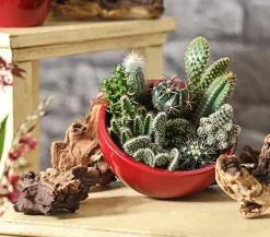 Kakteen-Set - Cactaceae, verschiedene Sorten