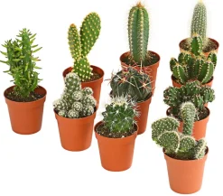 Kakteen-Set - Cactaceae, verschiedene Sorten