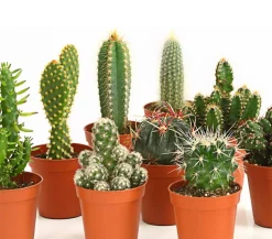Kakteen-Set - Cactaceae, verschiedene Sorten