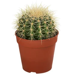 Kakteen-Set - Cactaceae, verschiedene Sorten, 3-teilig