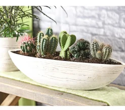 Kakteen-Set - Cactaceae, verschiedene Sorten