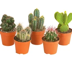 Kakteen-Set - Cactaceae, verschiedene Sorten