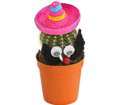 Kaktus mit Sombrero - Cactaceae, verschiedene Sorten
