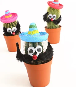Kaktus mit Sombrero - Cactaceae, verschiedene Sorten