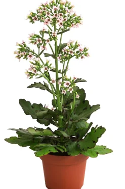 Kalanchoe - Kalanchoe 'Femini'