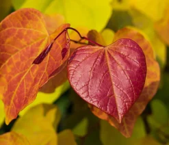 Kanadischer Judasbaum 'Eternal Flame®'