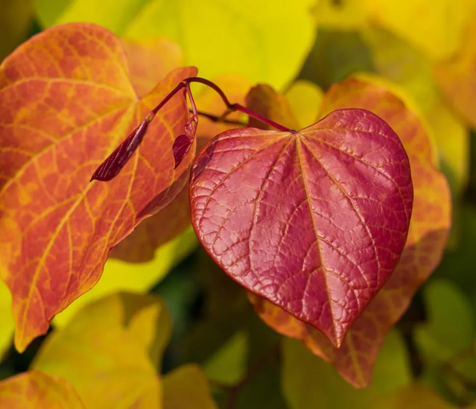 Kanadischer Judasbaum 'Eternal Flame®'
