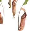 Kannenpflanze - Nepenthes alata, Ampel groß