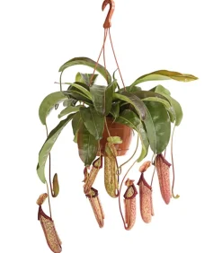 Kannenpflanze - Nepenthes alata, Ampel groß
