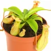 Kannenpflanze - Nepenthes
