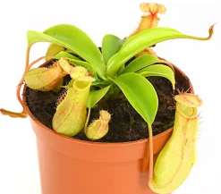 Kannenpflanze - Nepenthes