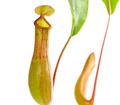 Kannenpflanze - Nepenthes alata, Ampel