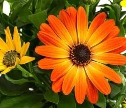 Kapkörbchen, orange