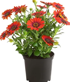 Kapkörbchen 'Purple Sun'