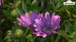 Kapkörbchen, verschiedene Farben