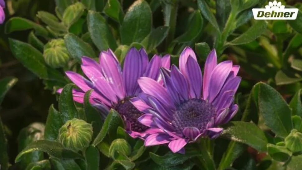 Kapkörbchen, verschiedene Farben