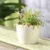 Kap-Sonnentau - Drosera capensis