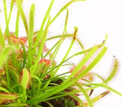 Kap-Sonnentau - Drosera capensis