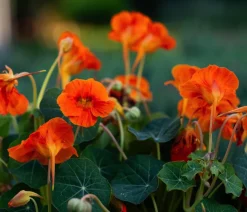 Kapuzinerkresse 'Whirlybird Tangerine'