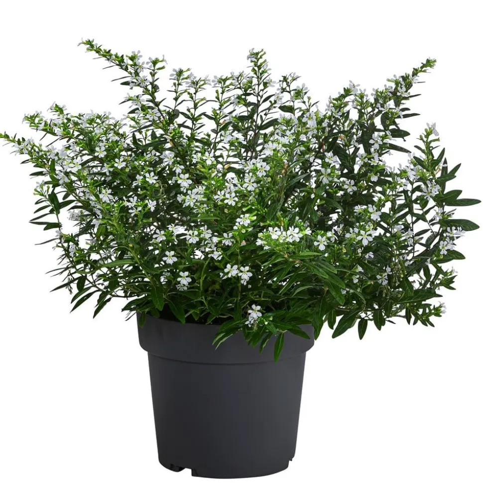 Köcherblümchen, Busch, verschiedene Farben