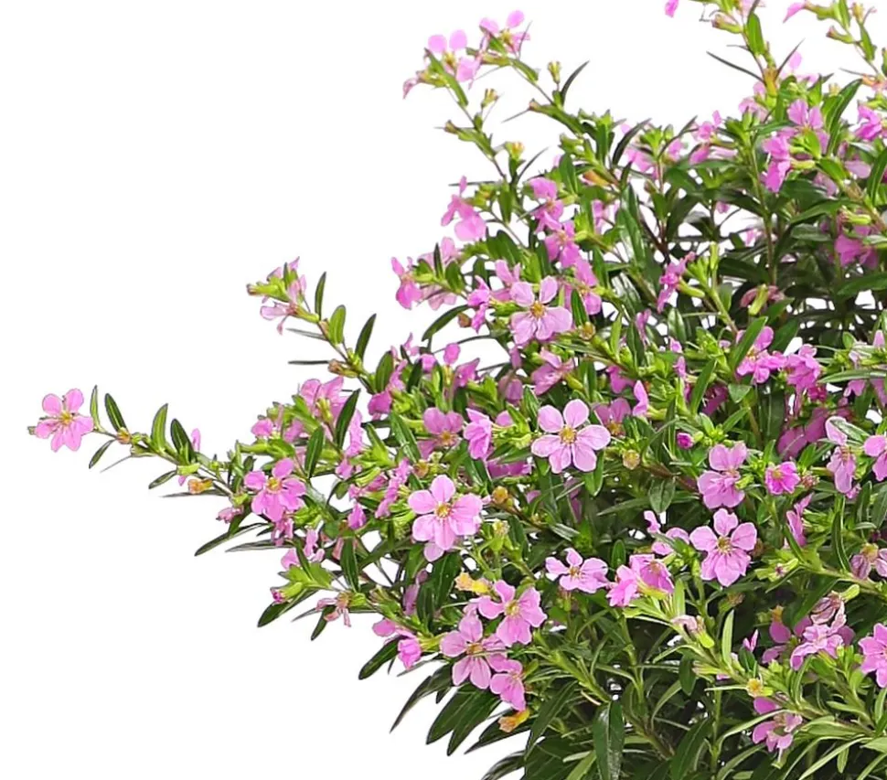 Köcherblümchen, Busch, verschiedene Farben