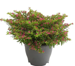 Köcherblümchen, Busch, verschiedene Farben