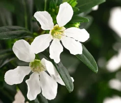 Köcherblümchen, verschiedene Farben