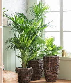 Kentiapalme - Howea forsteriana