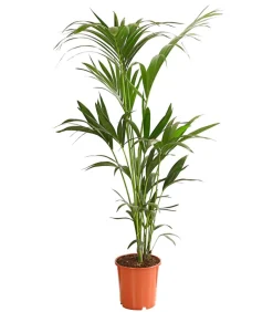 Kentiapalme - Howea forsteriana