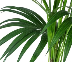 Kentiapalme, Howea forsteriana, Hydrokultur