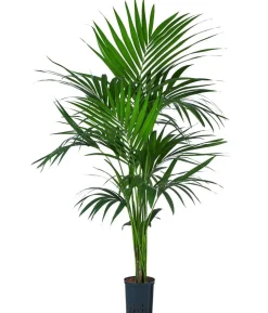 Kentiapalme, Howea forsteriana, Hydrokultur