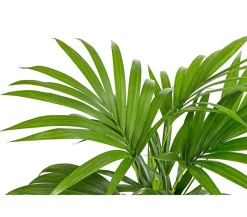 Kentiapalme - Howea forsteriana