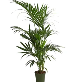 Kentiapalme - Howea forsteriana