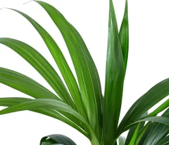 Kentiapalme, Howea forsteriana, Hydrokultur