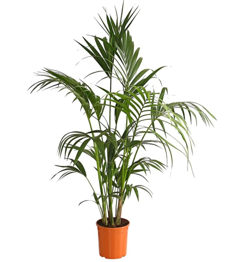 Kentiapalme - Howea forsteriana