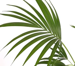 Kentiapalme - Howea forsteriana