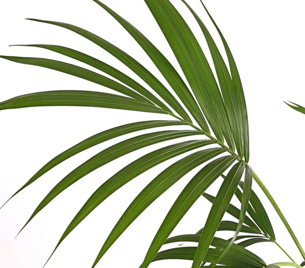 Kentiapalme - Howea forsteriana