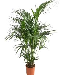 Kentiapalme - Howea forsteriana