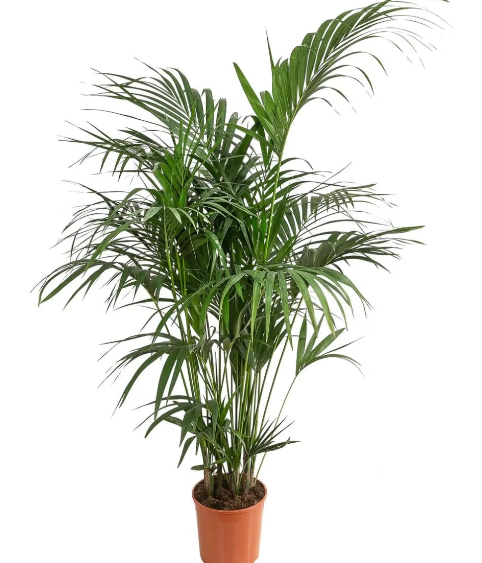 Kentiapalme - Howea forsteriana