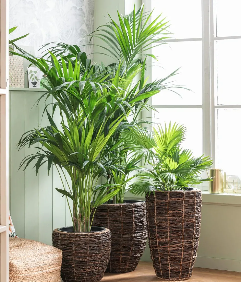 Kentiapalme - Howea forsteriana
