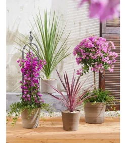 Keulenlilie - Cordyline australis